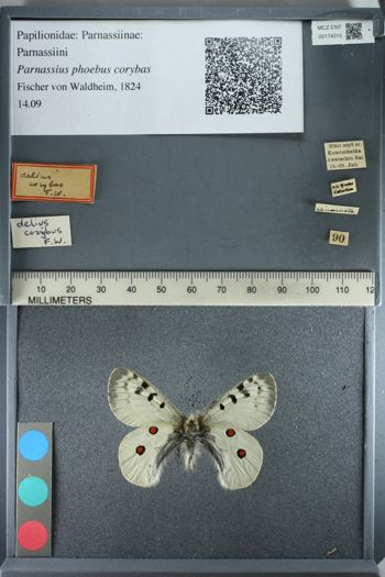 Media type: image;   Entomology 174315